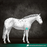 Horse Color:Gray White Spotted Black Appaloosa 