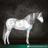 Horse Color:Gray White Spotted Black Sabino 