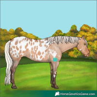 Horse Color:White Spotted Silver Brown Dun Appaloosa Rabicano 