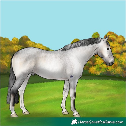 Horse Color:Gray Brown Roan Onyx Rabicano 