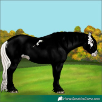 Horse Color:White Spotted Silver Black Tobiano 