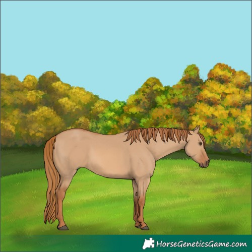 Horse Color:Red Dun 