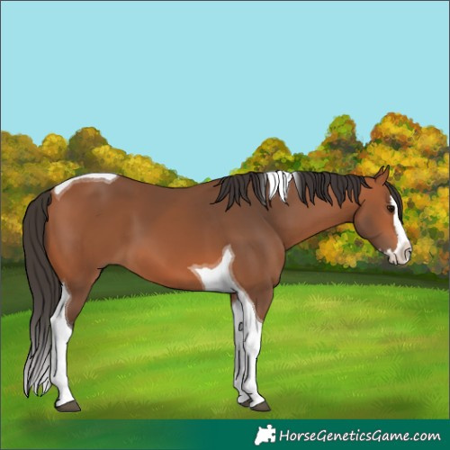 Horse Color:Bay Splash Tobiano 