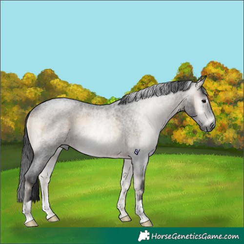 Horse Color:Gray Brown Ice Roan Onyx Rabicano 