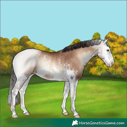 Horse Color:White Spotted Sable Champagne Onyx Splash Rabicano 
