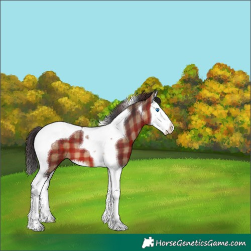 Horse Color:Plaid  Brown Splash Tobiano 