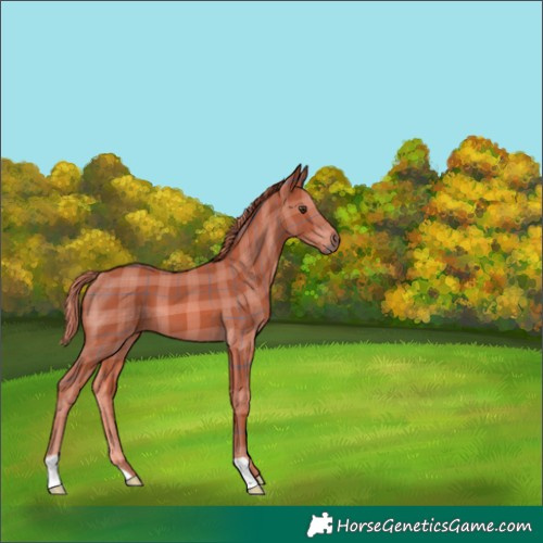 Horse Color:Plaid  Chestnut 