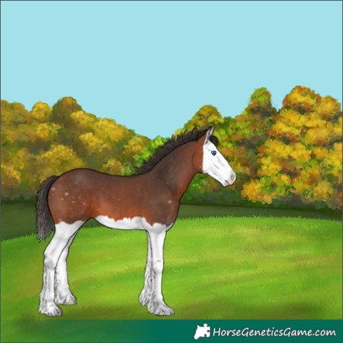 Horse Color:Bay Splash 
