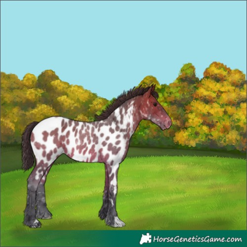 Horse Color:Bay Appaloosa 