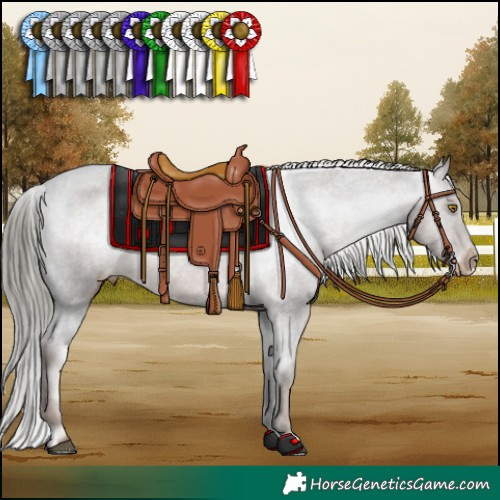 Horse Color:Liver Chestnut Mushroom Appaloosa 