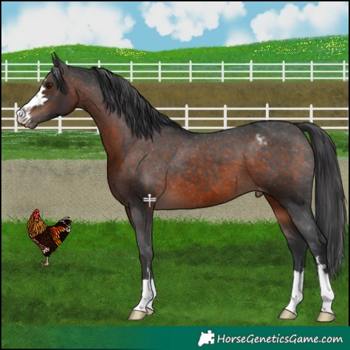 Horse Color:Brown Mushroom Appaloosa 