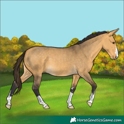 Horse Color:Buckskin Dun 