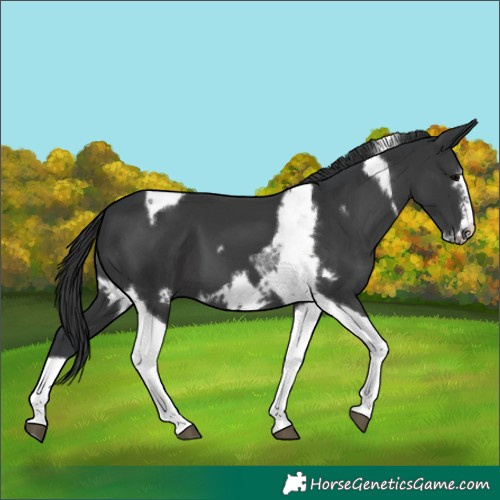 Horse Color:Black Tobiano Frame
