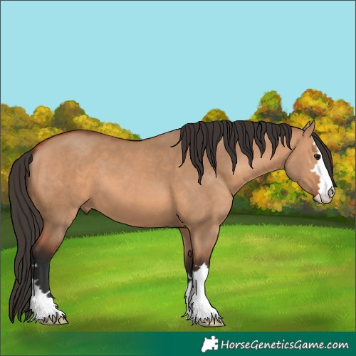 Horse Color:Unknown 