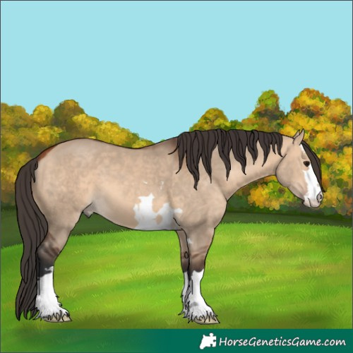 Horse Color:Bay Dun 