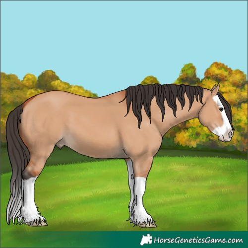 Horse Color:Unknown 