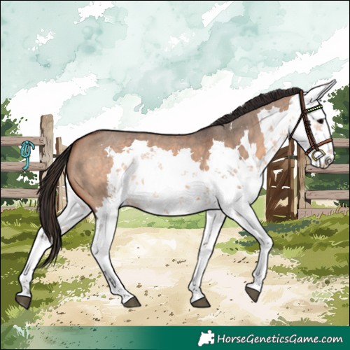 Horse Color:Bay Dun Sabino 