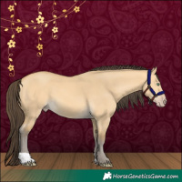 Horse Color:Amber Cream Champagne Dun