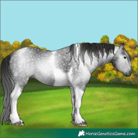 Horse Color:Gray Black Tobiano 