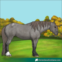 Horse Color:Grullo Varnish 