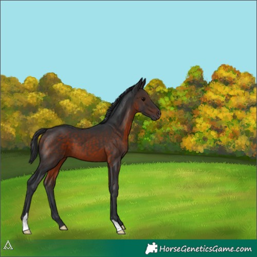 Horse Color:Brown 