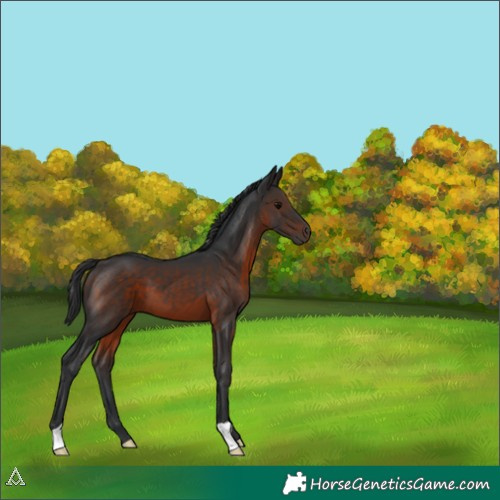 Horse Color:Brown 