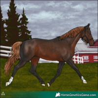 Horse Color:Liver Chestnut