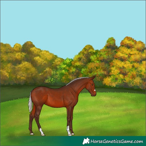 Horse Color:Silver Bay 