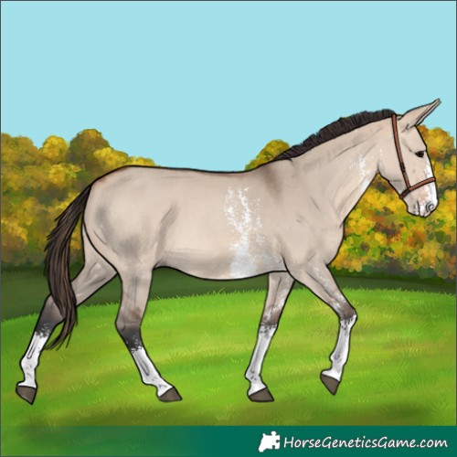 Horse Color:Bay Dun Sabino 