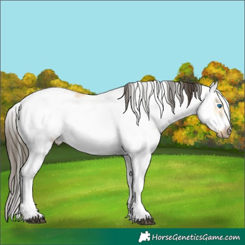 Horse Color:Buckskin Dun Sabino Frame 