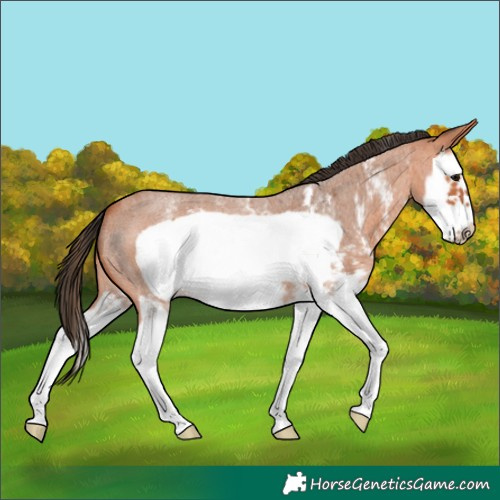 Horse Color:Bay Roan Sabino Splash Frame 