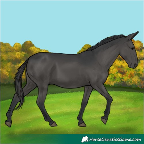 Horse Color:Black 