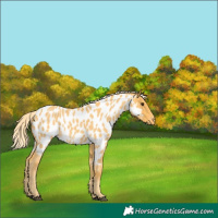 Horse Color:Palomino Roan Appaloosa