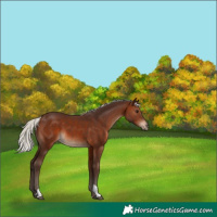Horse Color:Silver Brown Tobiano 