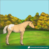 Horse Color:Palomino Roan Appaloosa 