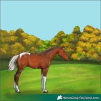 Horse Color:Silver Brown Tobiano