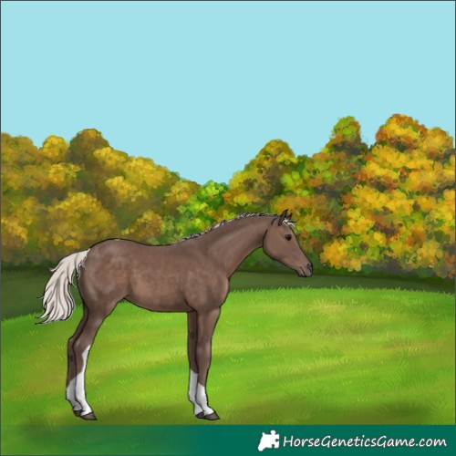 Horse Color:Silver Black Tobiano
