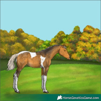 Horse Color:Silver Buckskin Tobiano