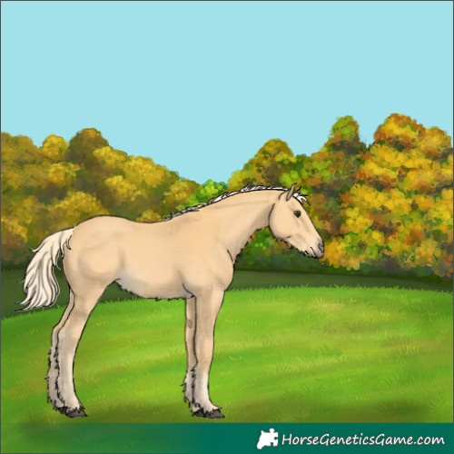 Horse Color:Palomino