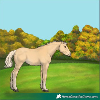 Horse Color:Palomino 