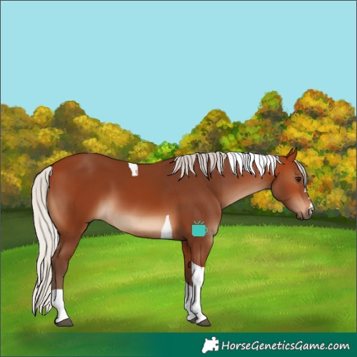 Horse Color:Silver Bay Tobiano 