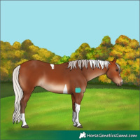 Horse Color:Silver Bay Tobiano 