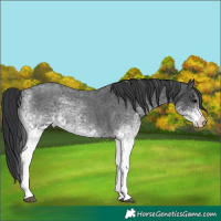 Horse Color:White Spotted Blue Roan 