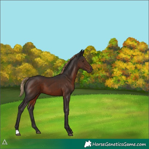 Horse Color:Liver Chestnut 