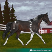 Horse Color:Brown Tobiano 