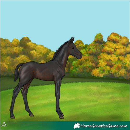 Horse Color:Brown 