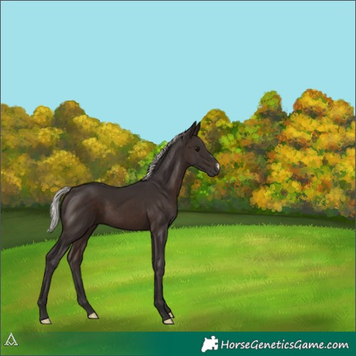 Horse Color:Silver Brown 