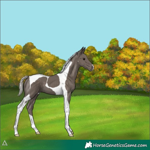 Horse Color:Silver Black Tobiano 