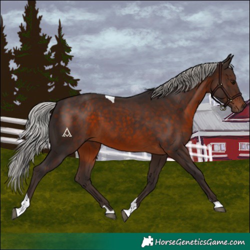 Horse Color:Silver Brown Tobiano 