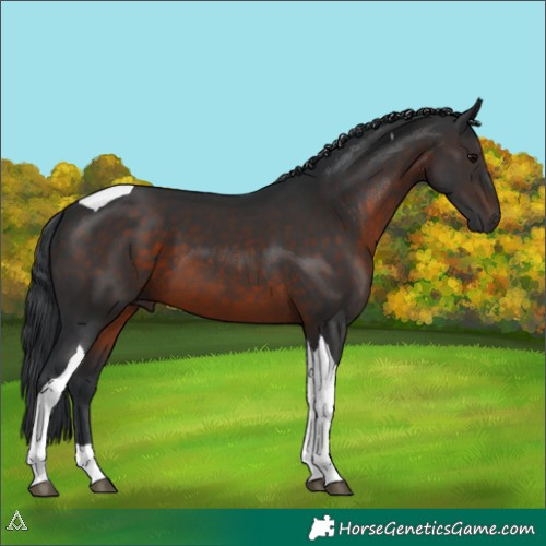 Horse Color:Brown Tobiano 